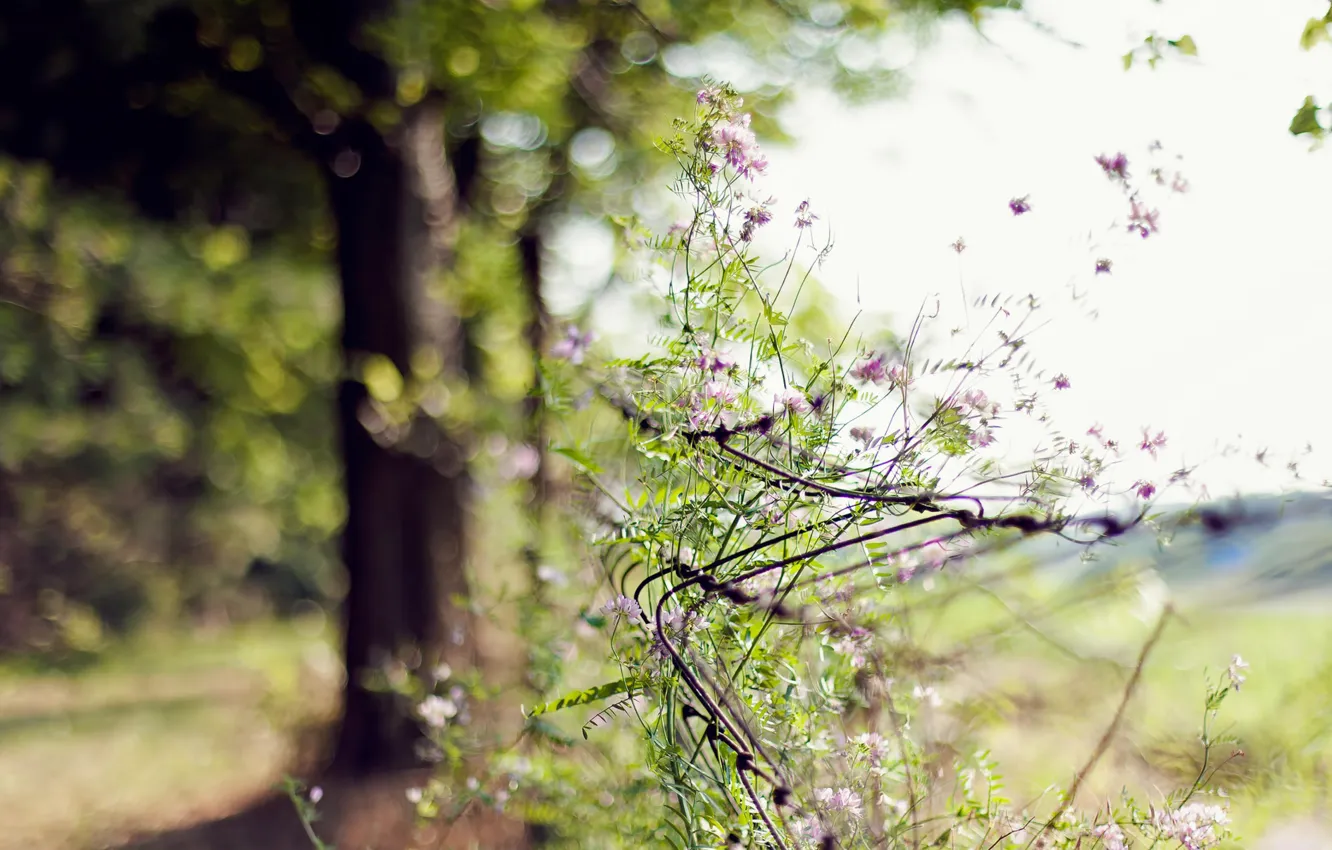 Photo wallpaper summer, Day, flowers, tree, fence, bokeh