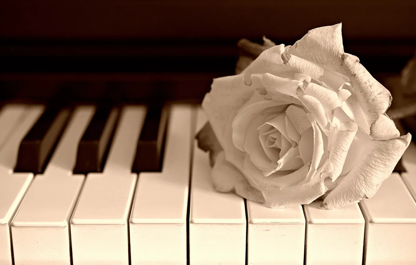 Photo wallpaper flower, music, rose, piano