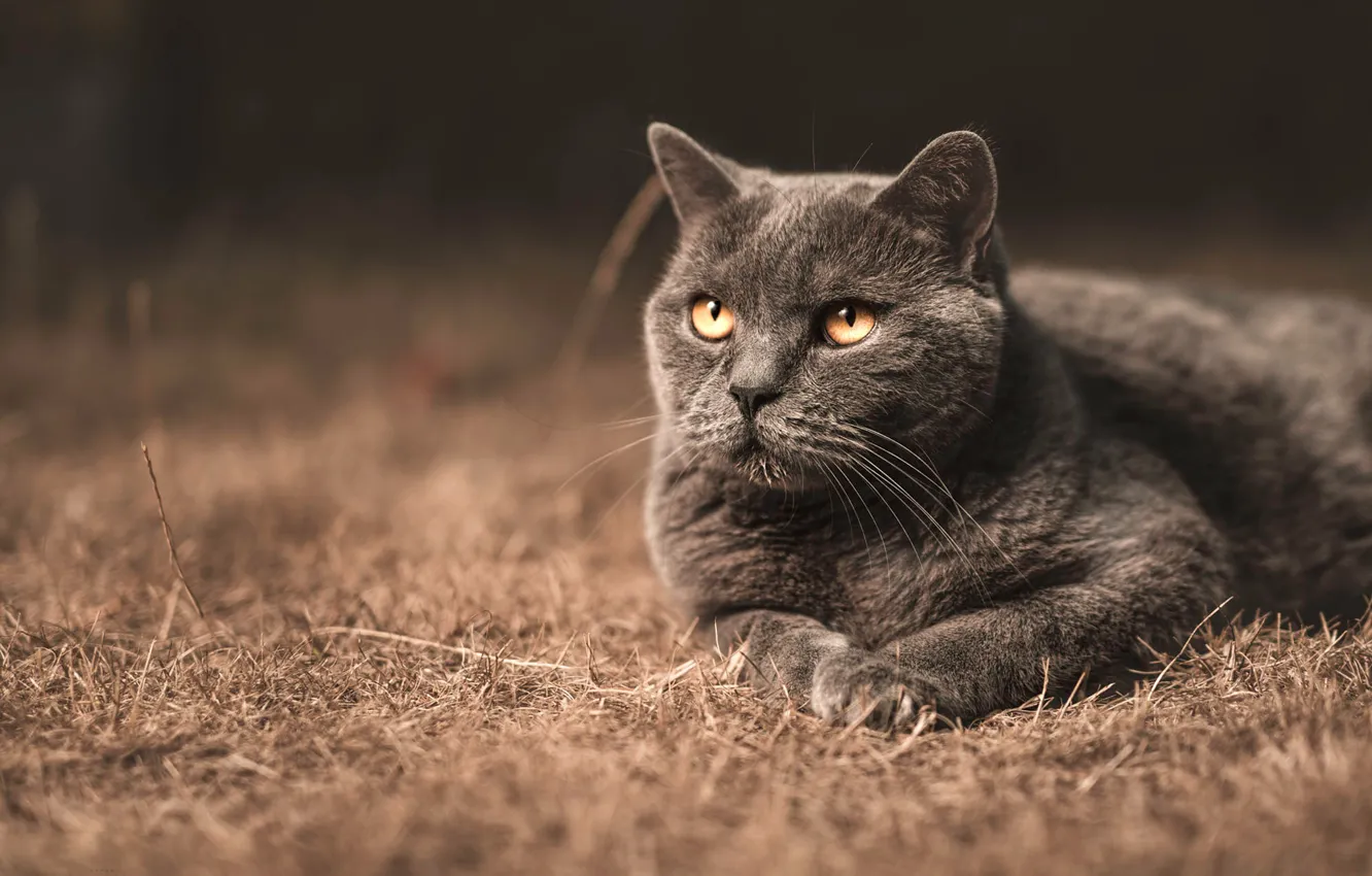 Photo wallpaper cat, cat, look, the dark background, grey, portrait, sitting, British