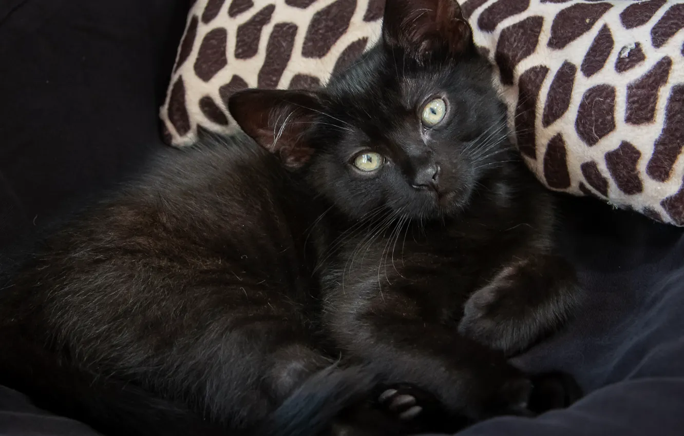 Photo wallpaper eyes, kitty, black
