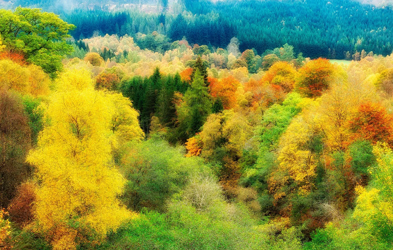 Photo wallpaper colorful, trees, the top, autumn, forest, color