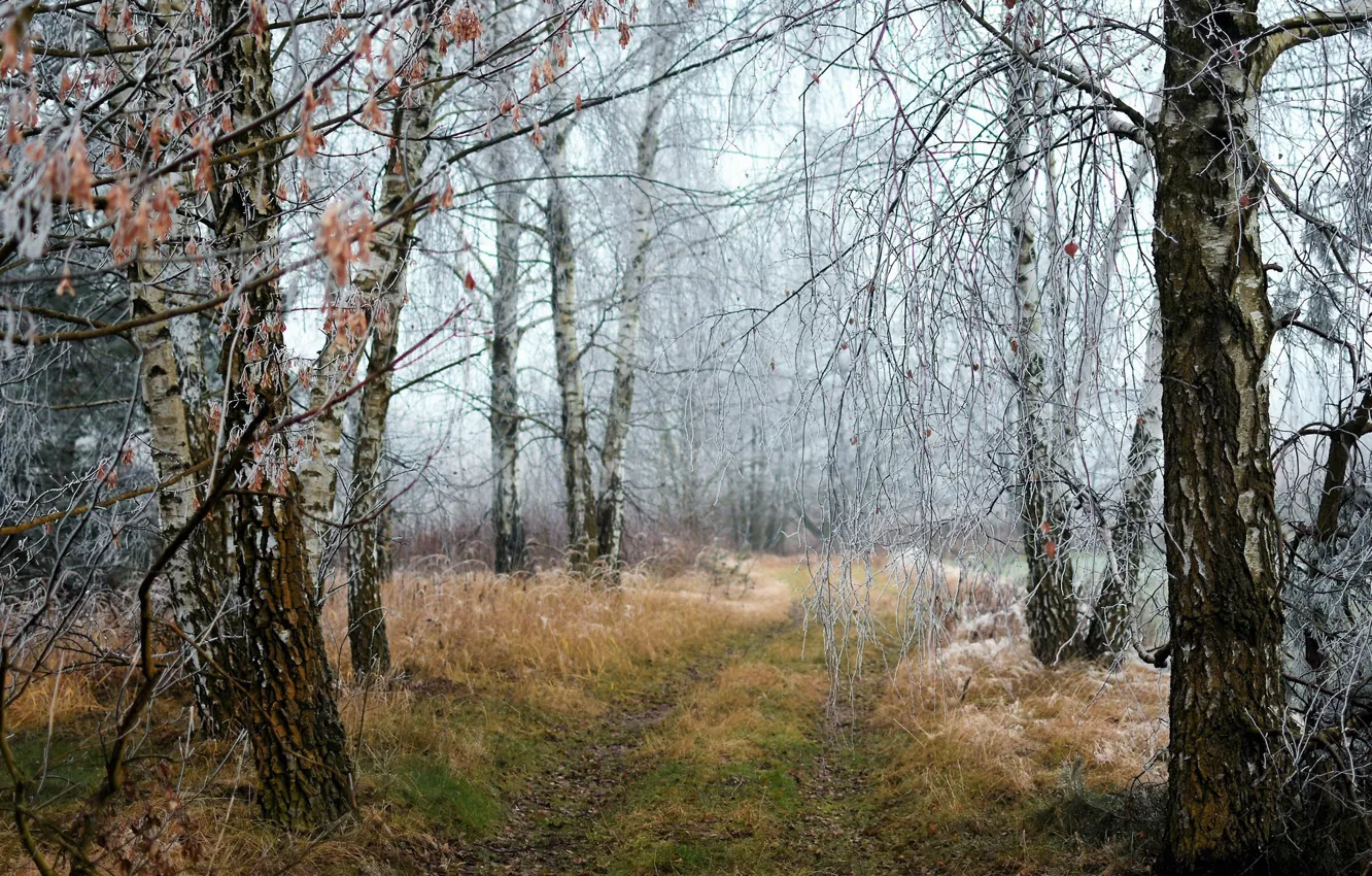 Photo wallpaper winter, forest, nature