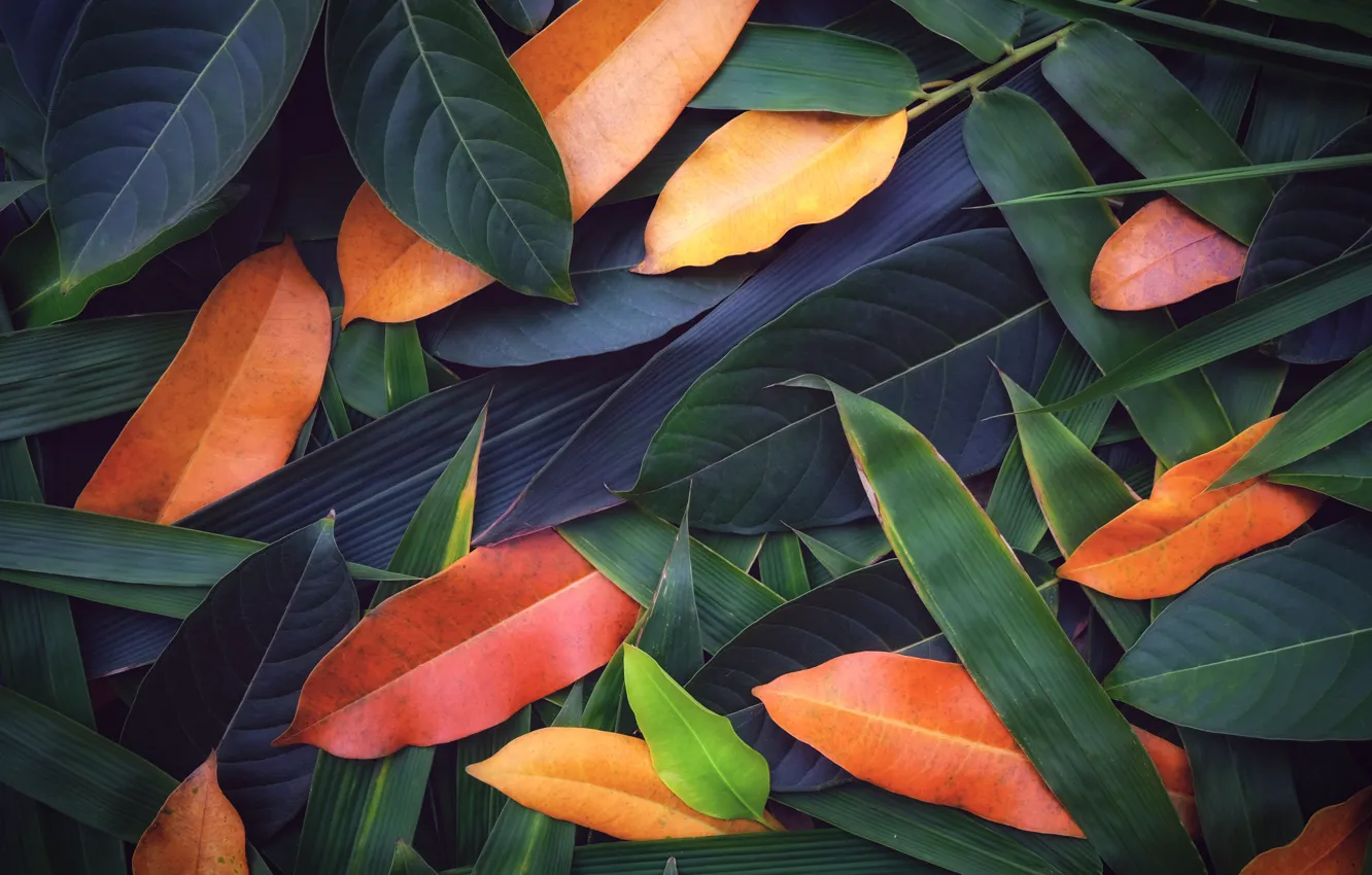 Photo wallpaper leaves, background, colorful, texture, background, leaves