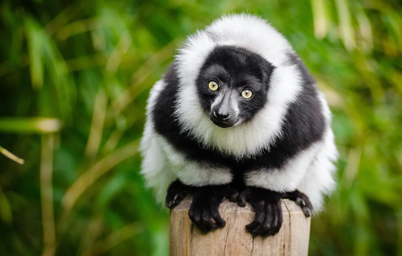 Photo wallpaper look, face, leaves, pose, green, background, Australia, black and white