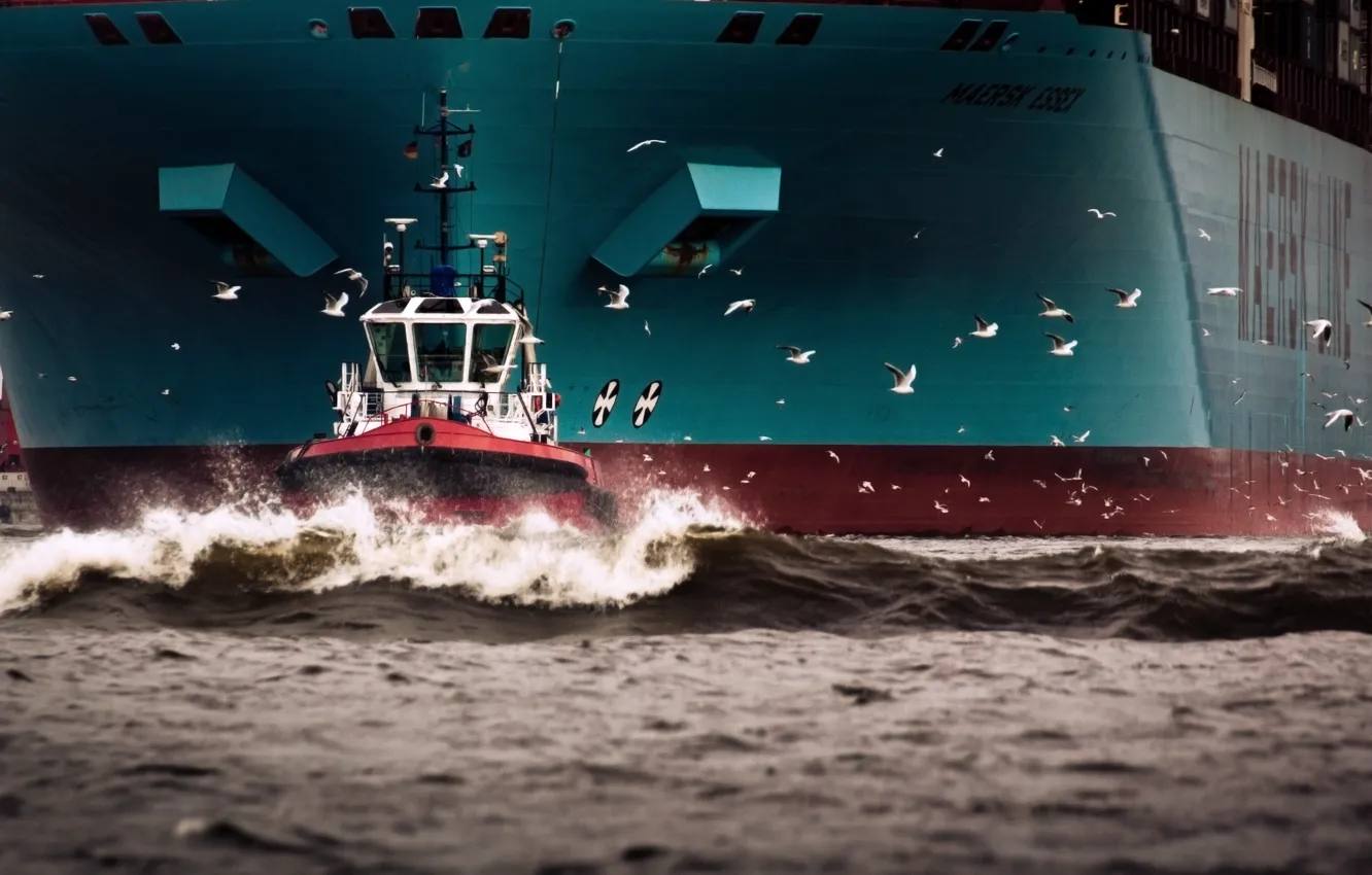 Photo wallpaper Water, Sea, Board, Birds, Case, The ship, Seagulls, A container ship