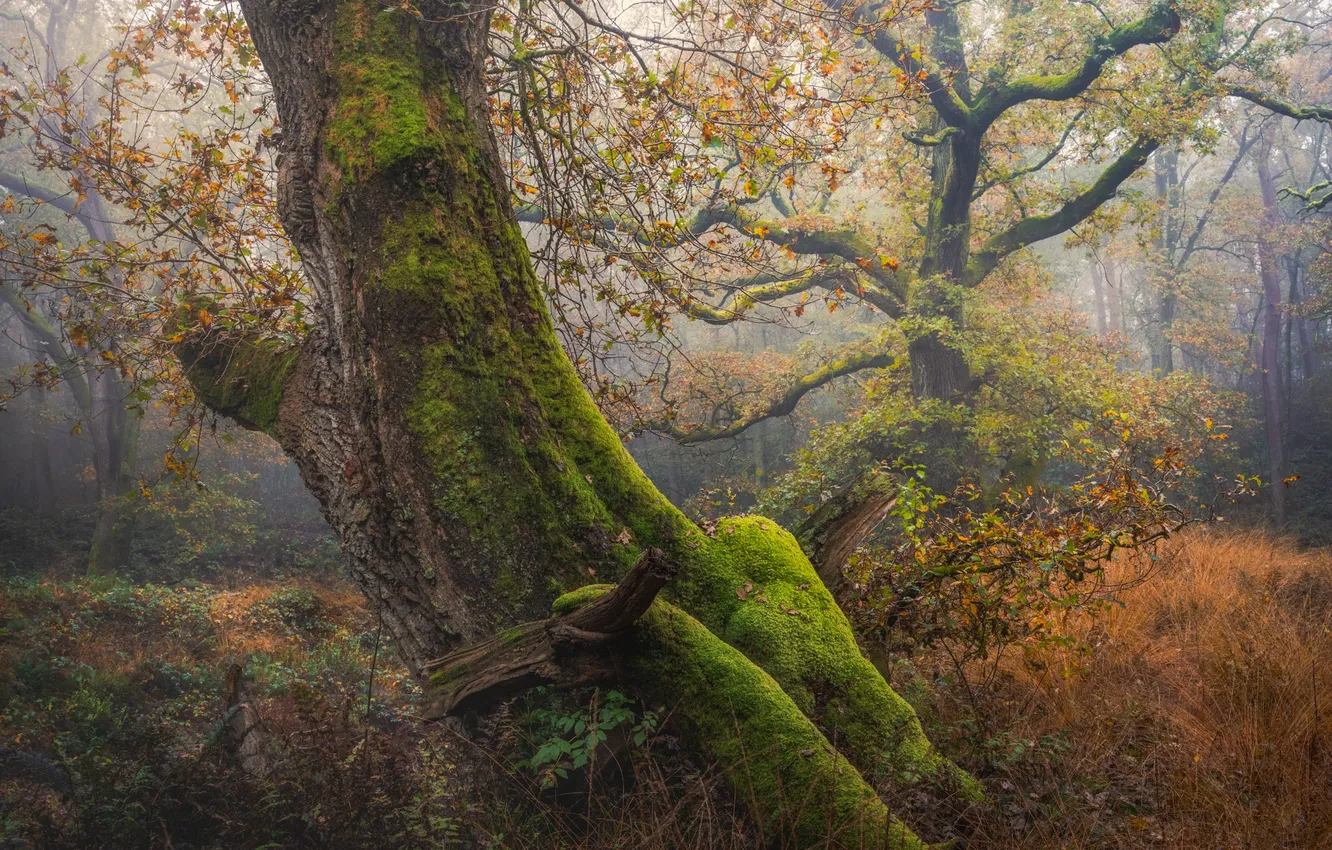 Photo wallpaper autumn, forest, trees, Netherlands