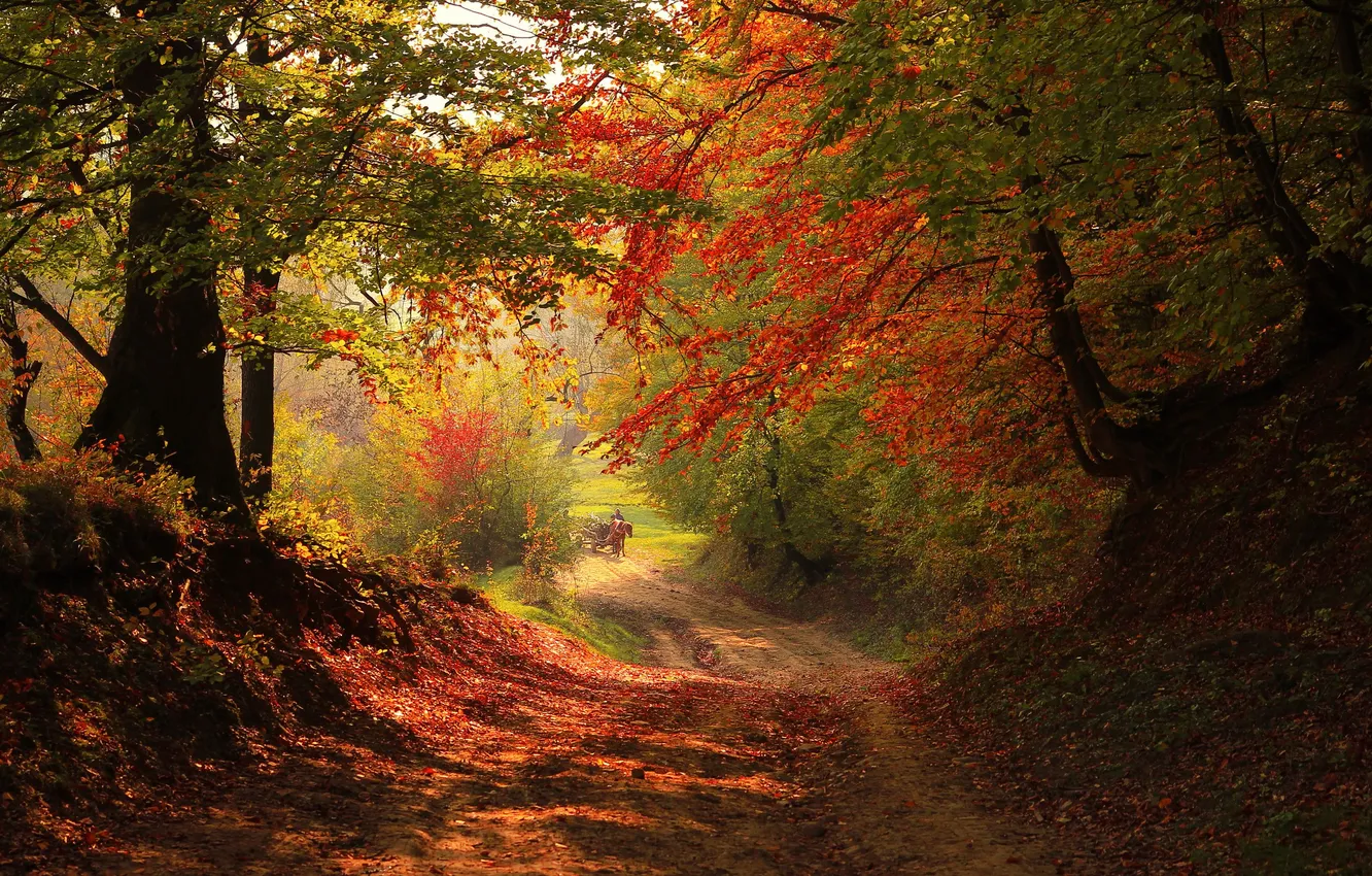 Photo wallpaper road, autumn, forest, trees, landscape, nature, plant, forest