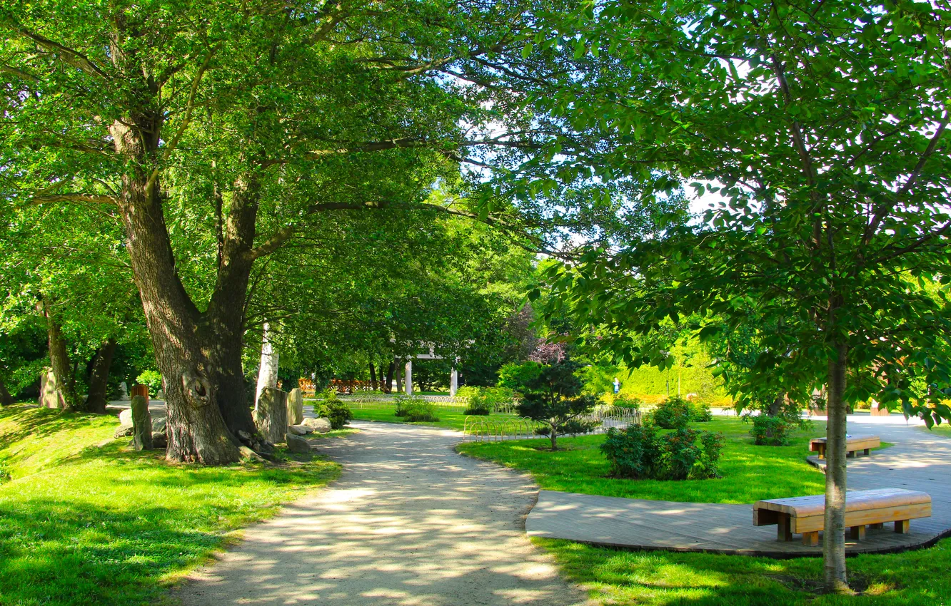 Photo wallpaper trees, park, alley