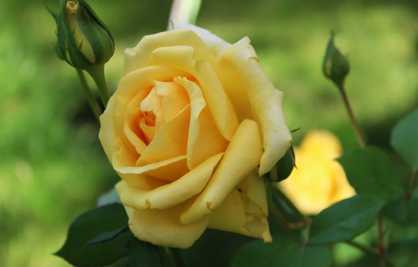 Photo wallpaper yellow, roses, Golden