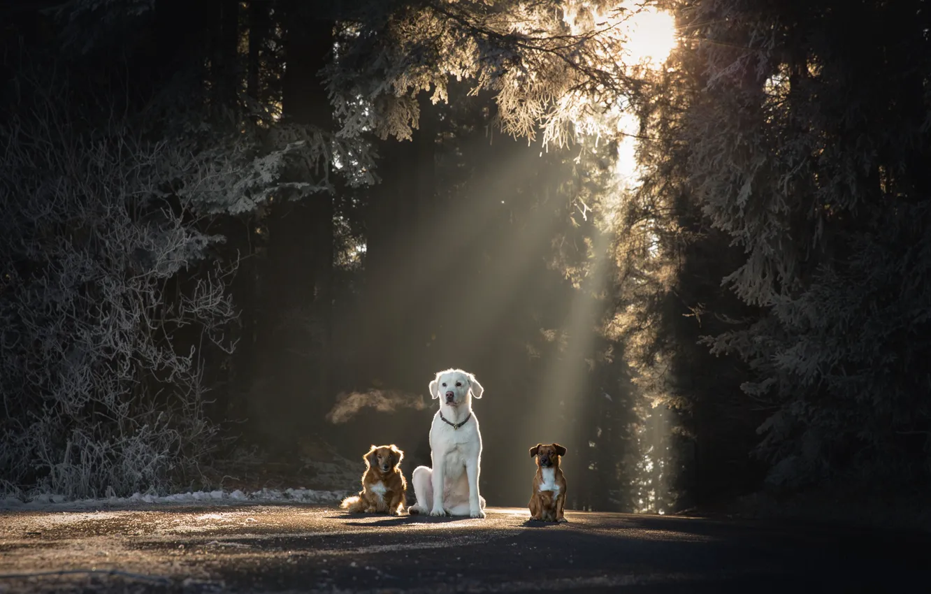 Photo wallpaper light, Park, each, dog, trio