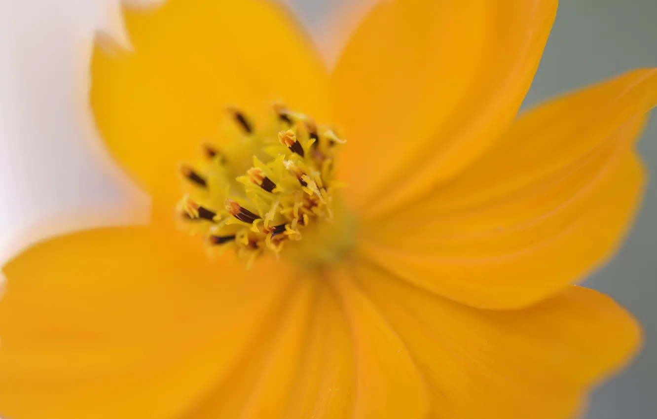 Photo wallpaper flowers, petals, kosmeya
