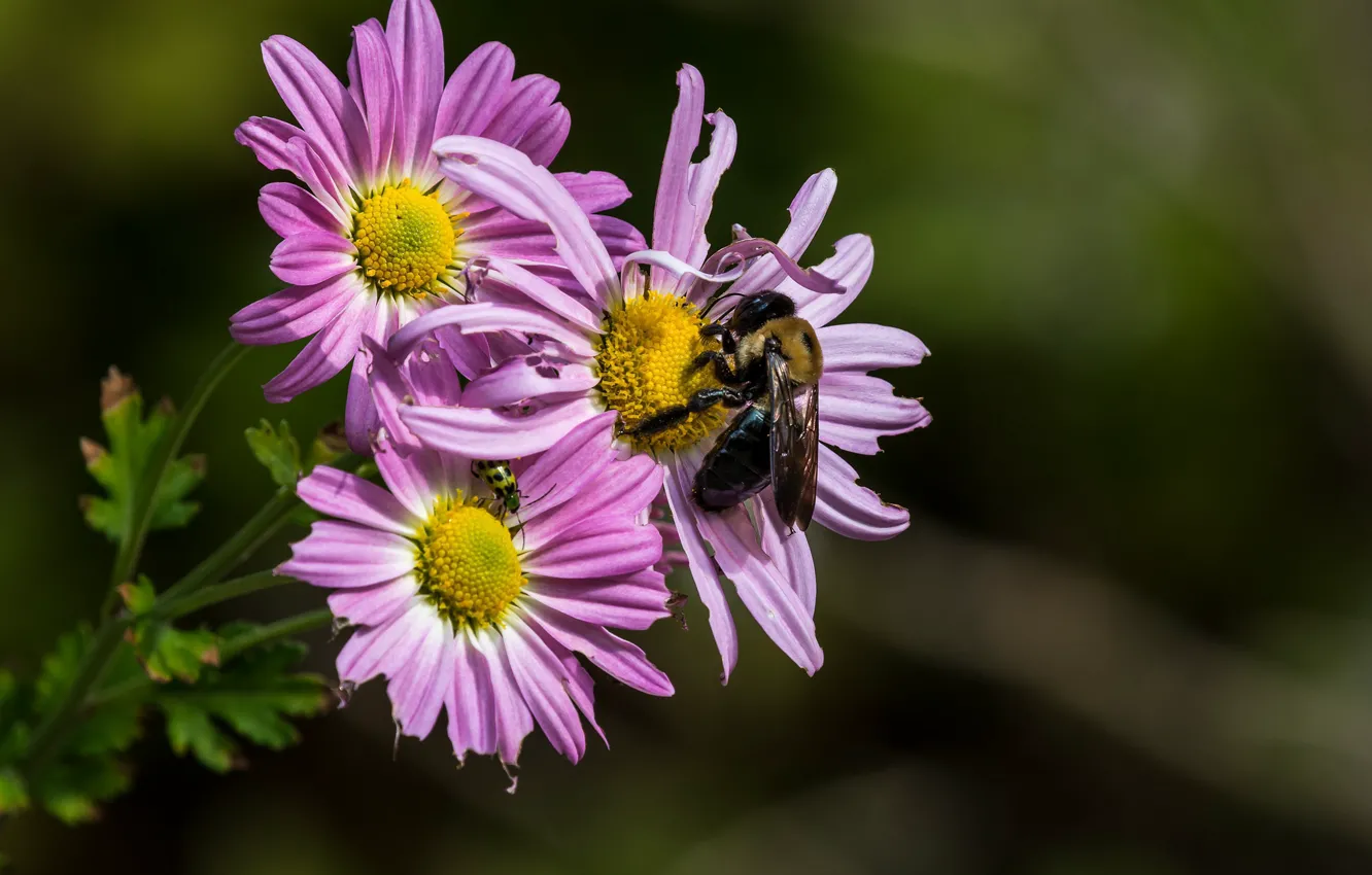 Photo wallpaper flowers, bee, background, insect, pink, chrysanthemum