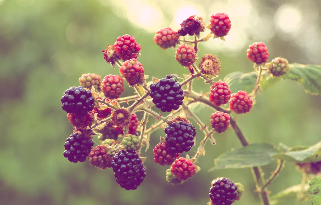 Photo wallpaper black, fruit, twig