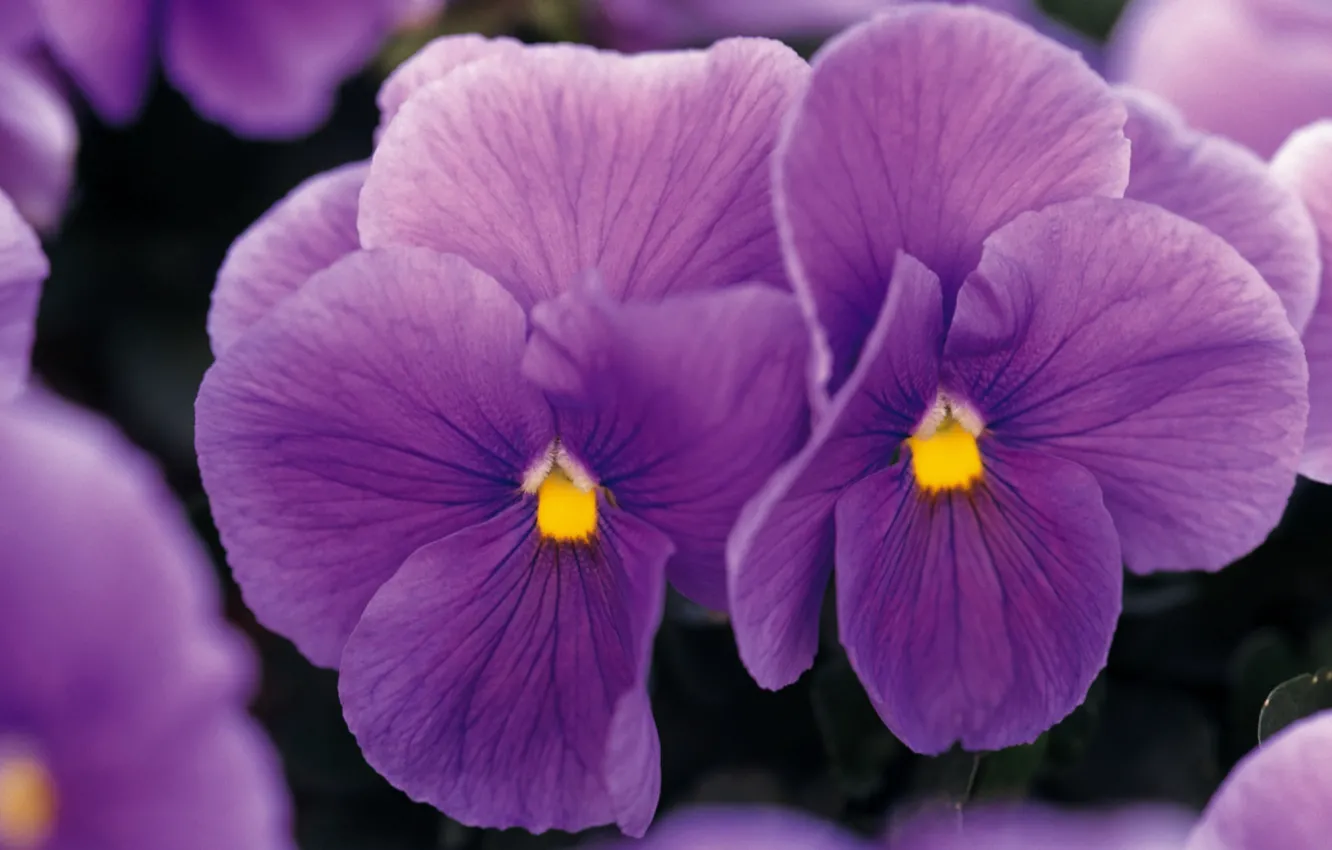 Photo wallpaper macro, flowers, Pansy, lilac, viola