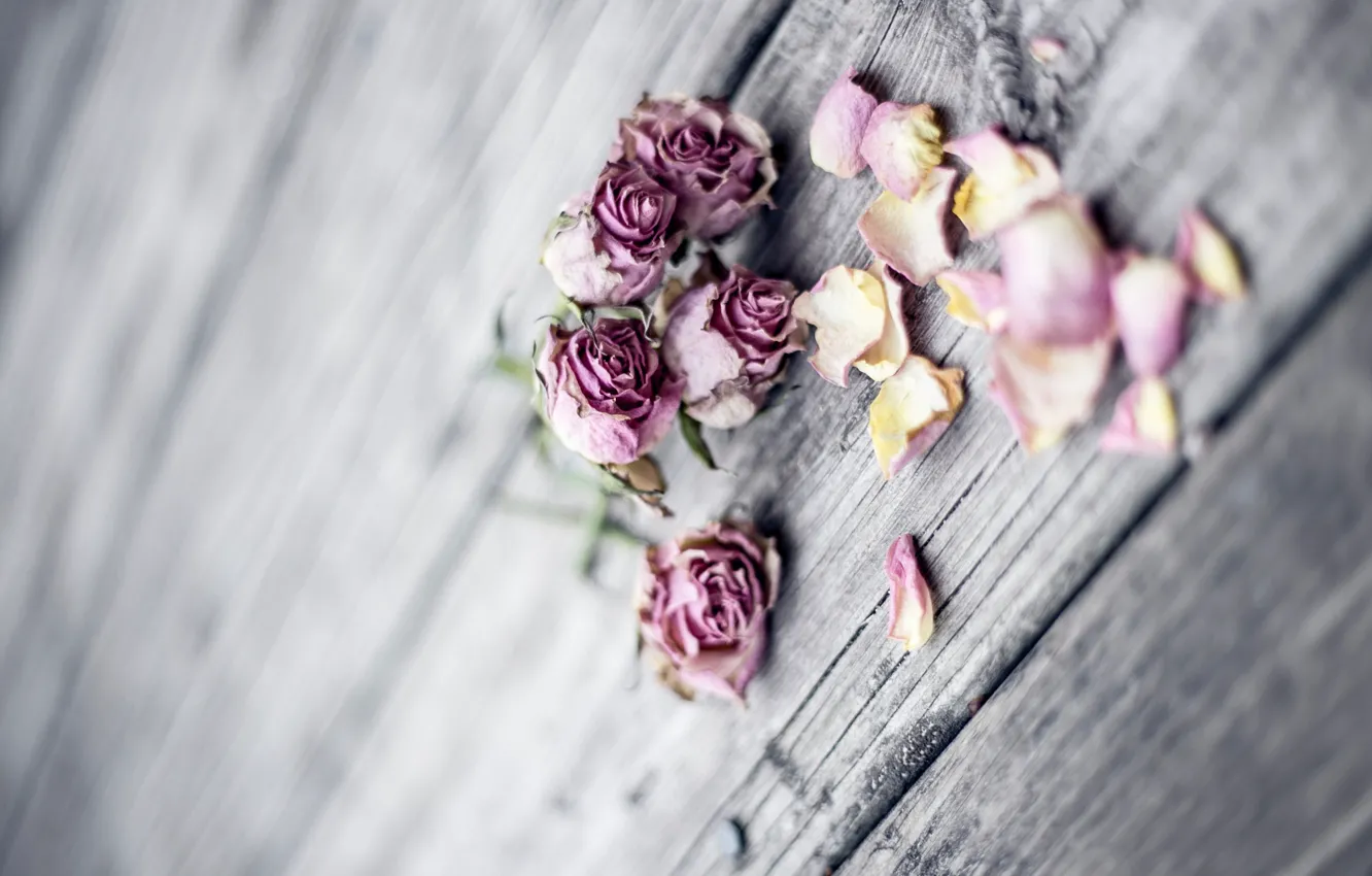 Photo wallpaper roses, bouquet, petals, wood, pink