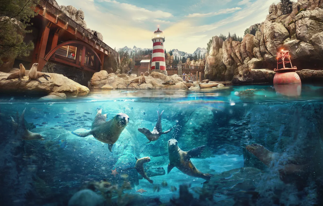 Photo wallpaper water, stones, Abu Dhabi, Abu Dhabi, Navy seals, Theme Park, SeaWorld, Harbour seals