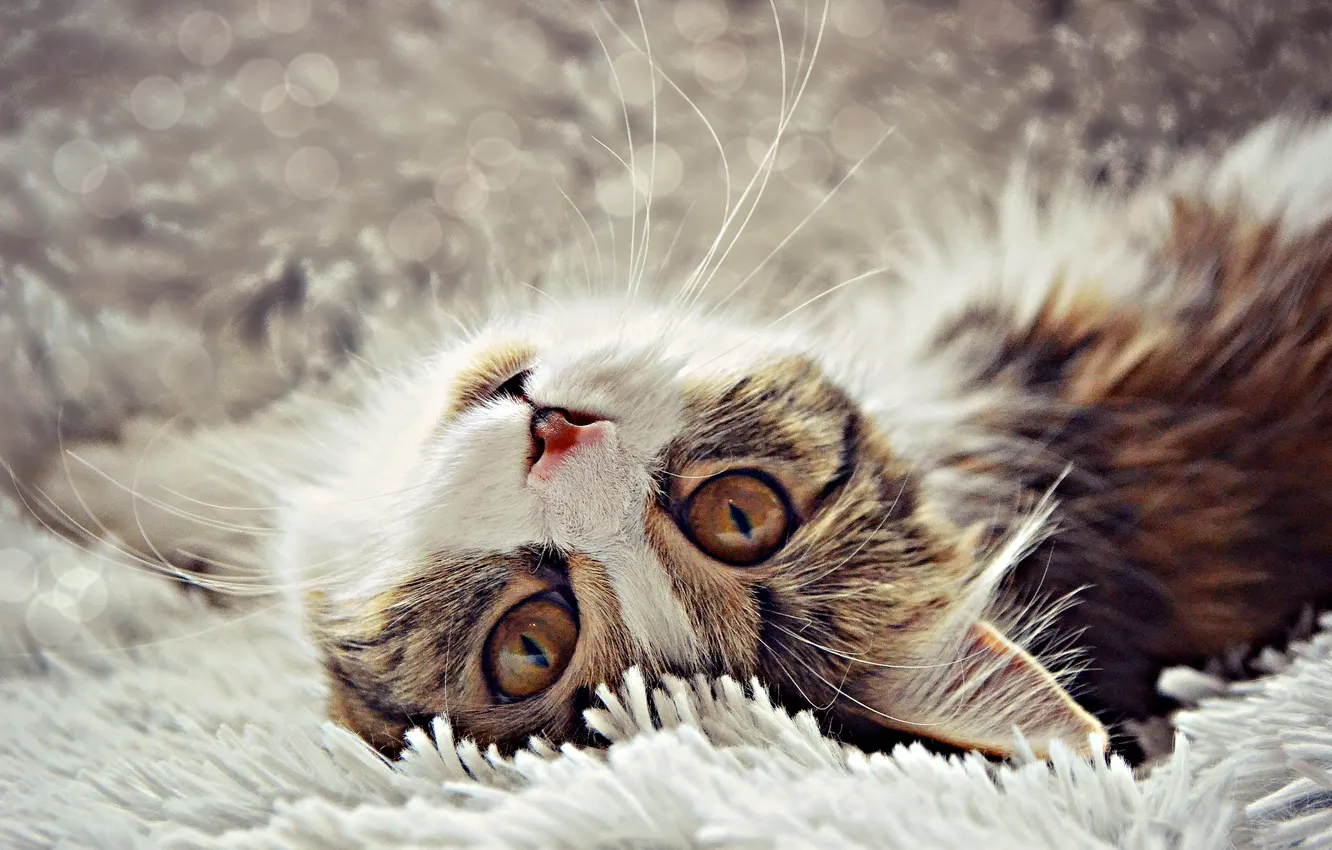 Photo wallpaper cat, face, lies, bokeh, lying