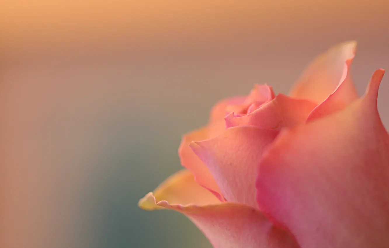 Photo wallpaper flowers, background, roses