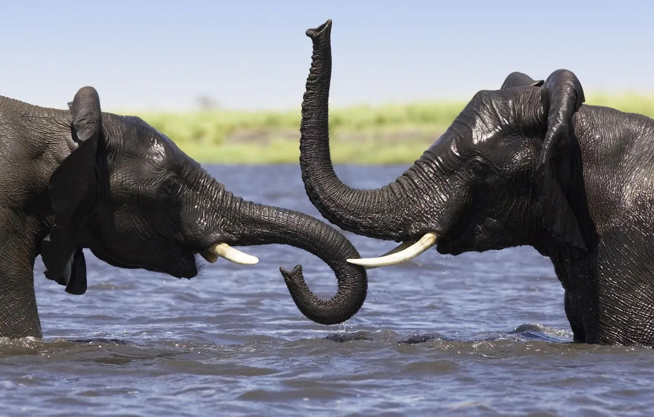 Photo wallpaper water, river, elephants