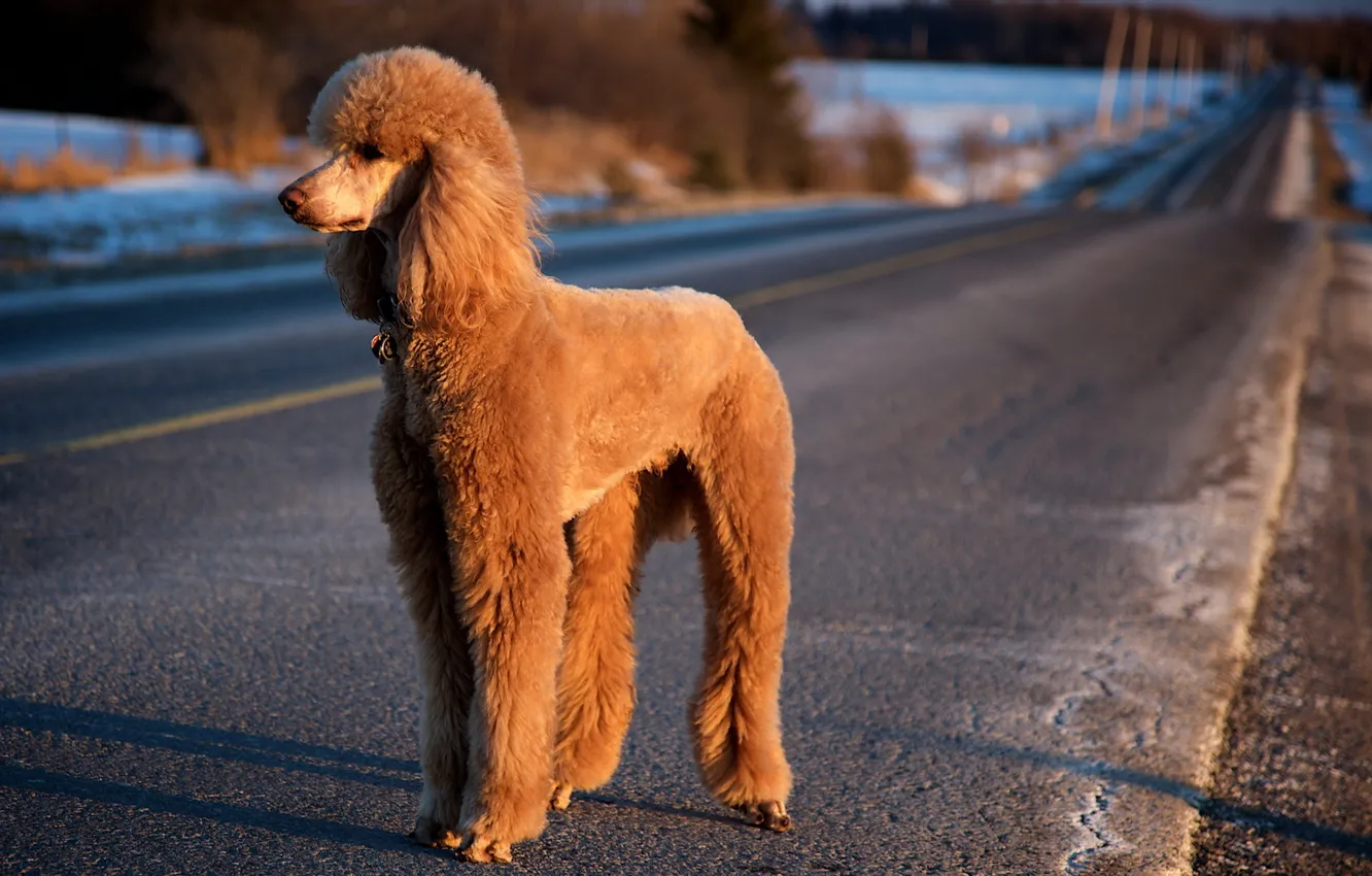 Photo wallpaper road, light, dog, poodle