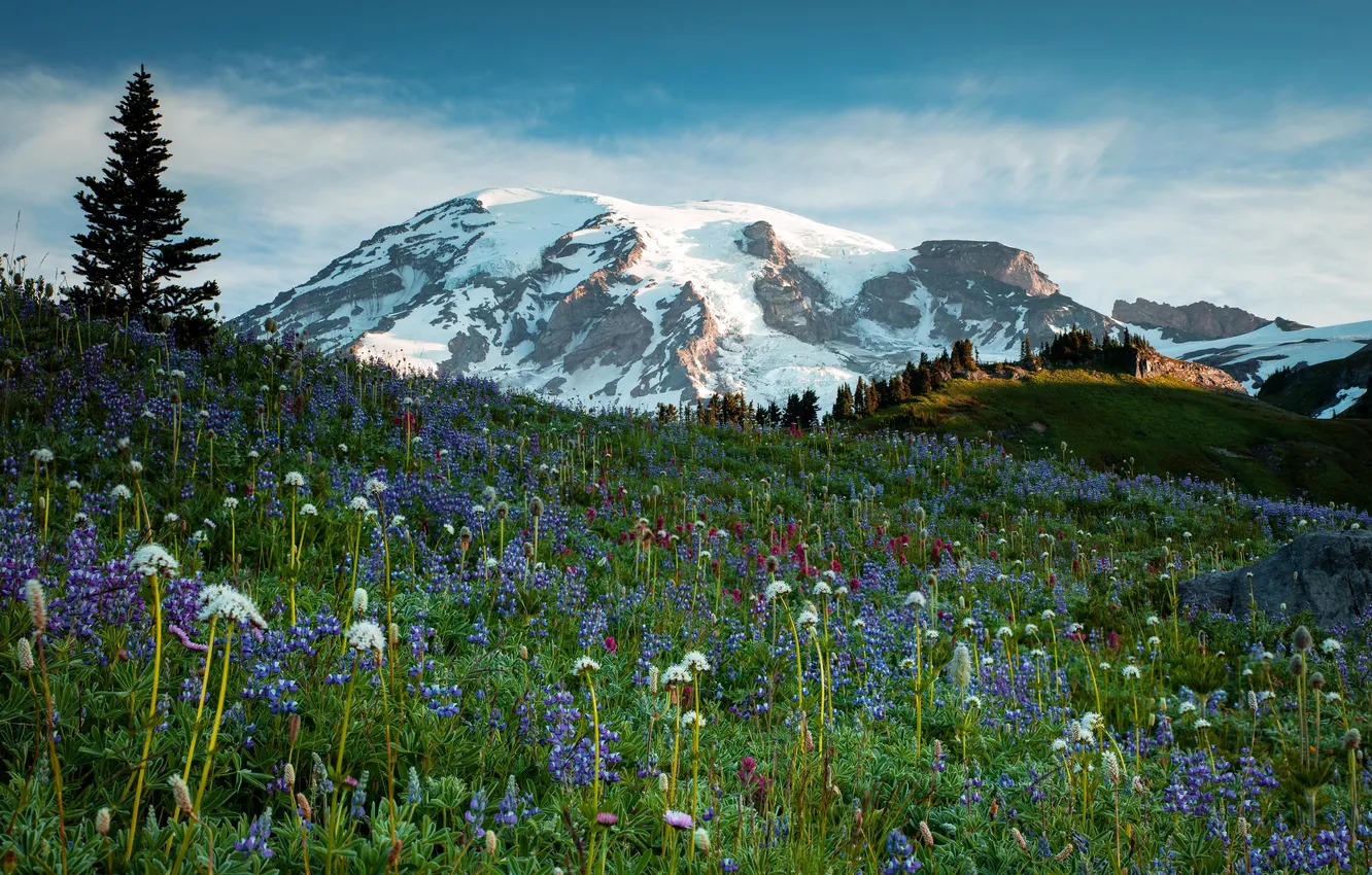 Photo wallpaper grass, flowers, mountains, glacier, meadow, USA, Mt Rainier National Park