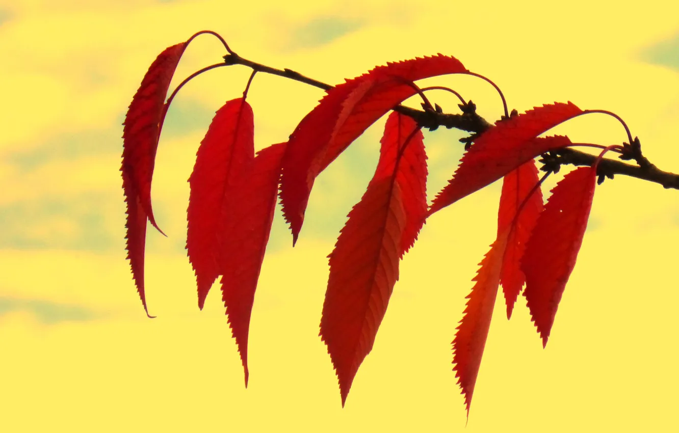 Photo wallpaper autumn, leaves, nature, branch, the crimson