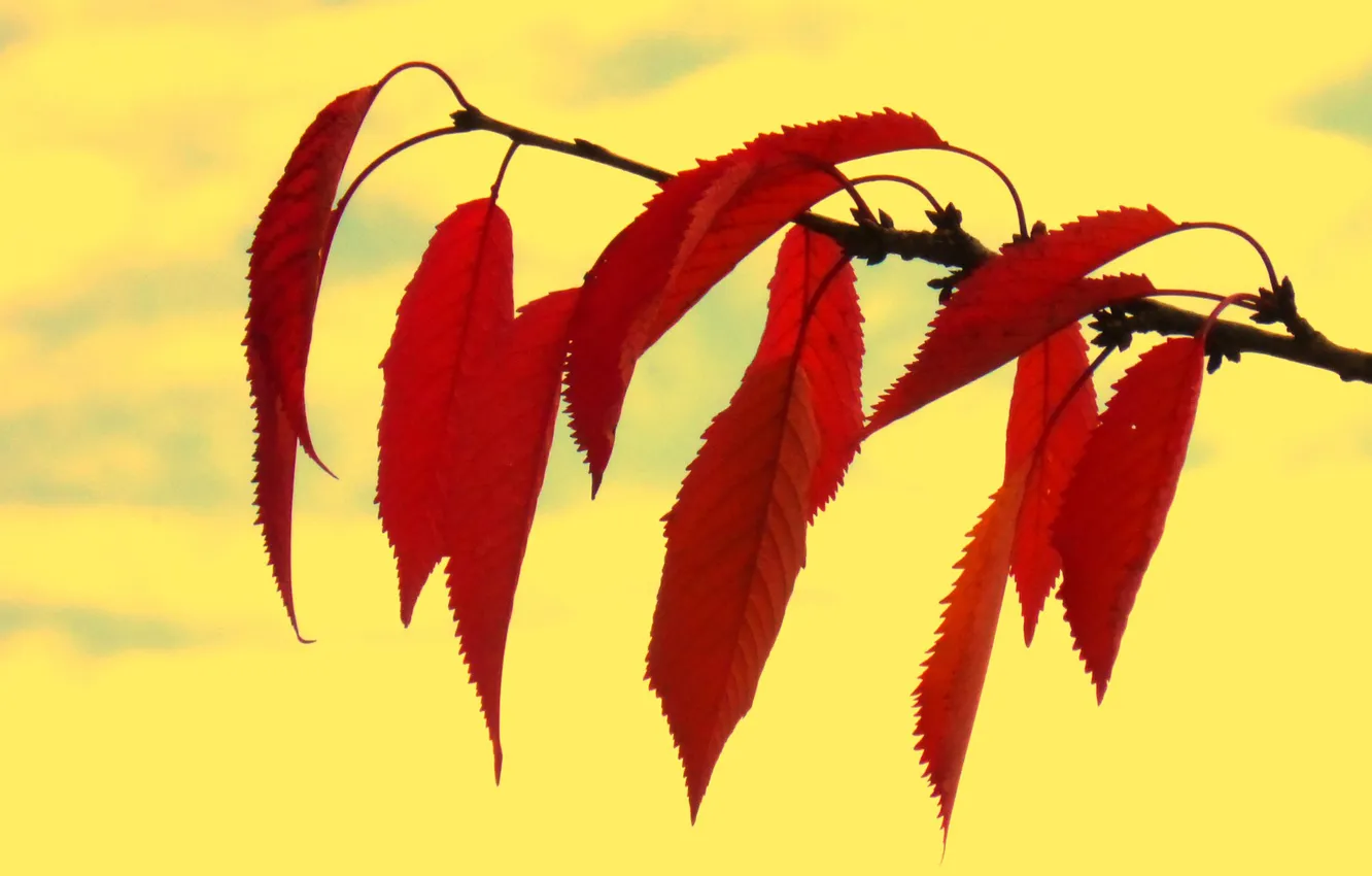 Photo wallpaper autumn, leaves, branches, nature, the crimson
