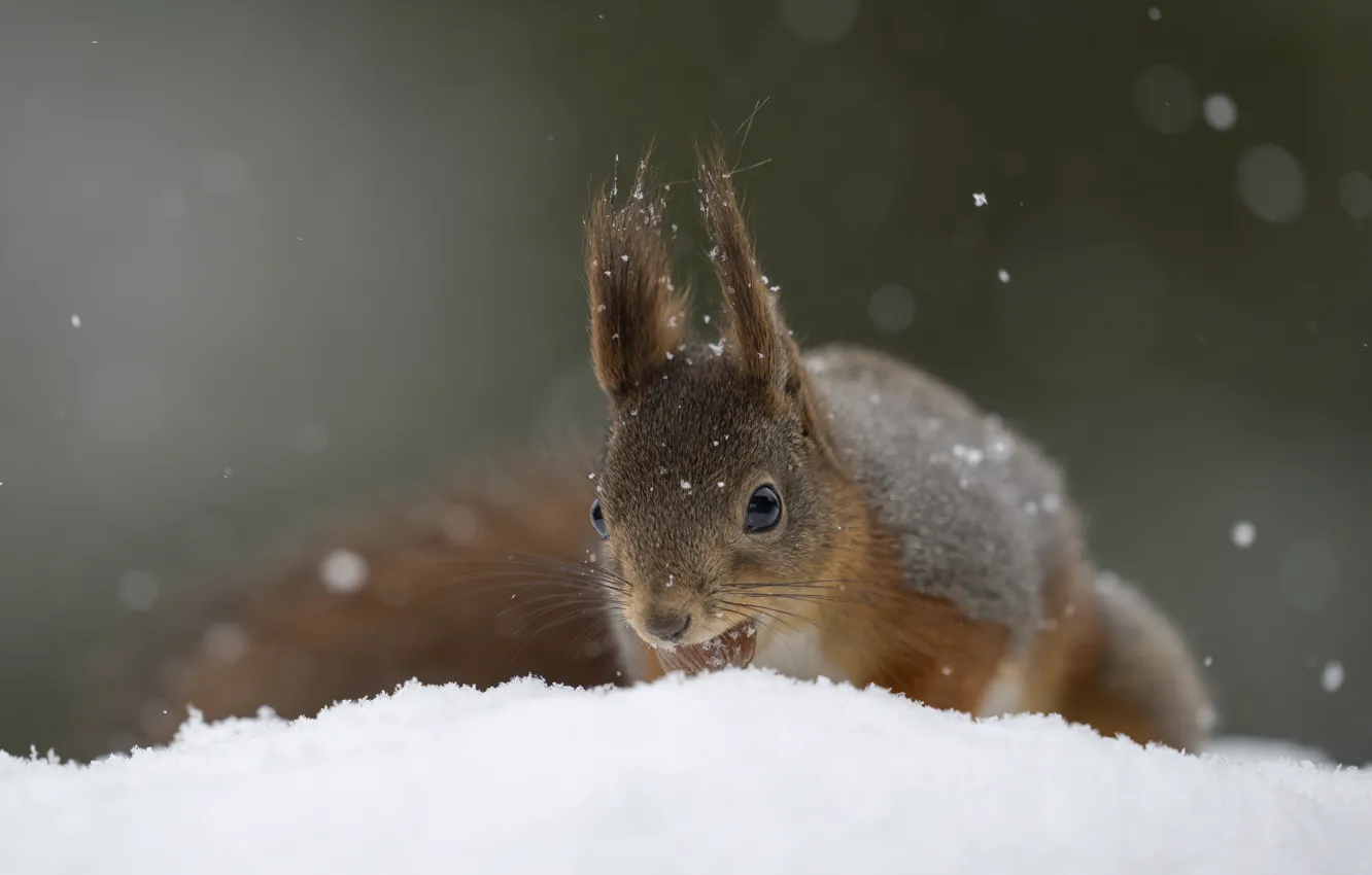 Photo wallpaper winter, look, snow, pose, background, protein, muzzle, the snow