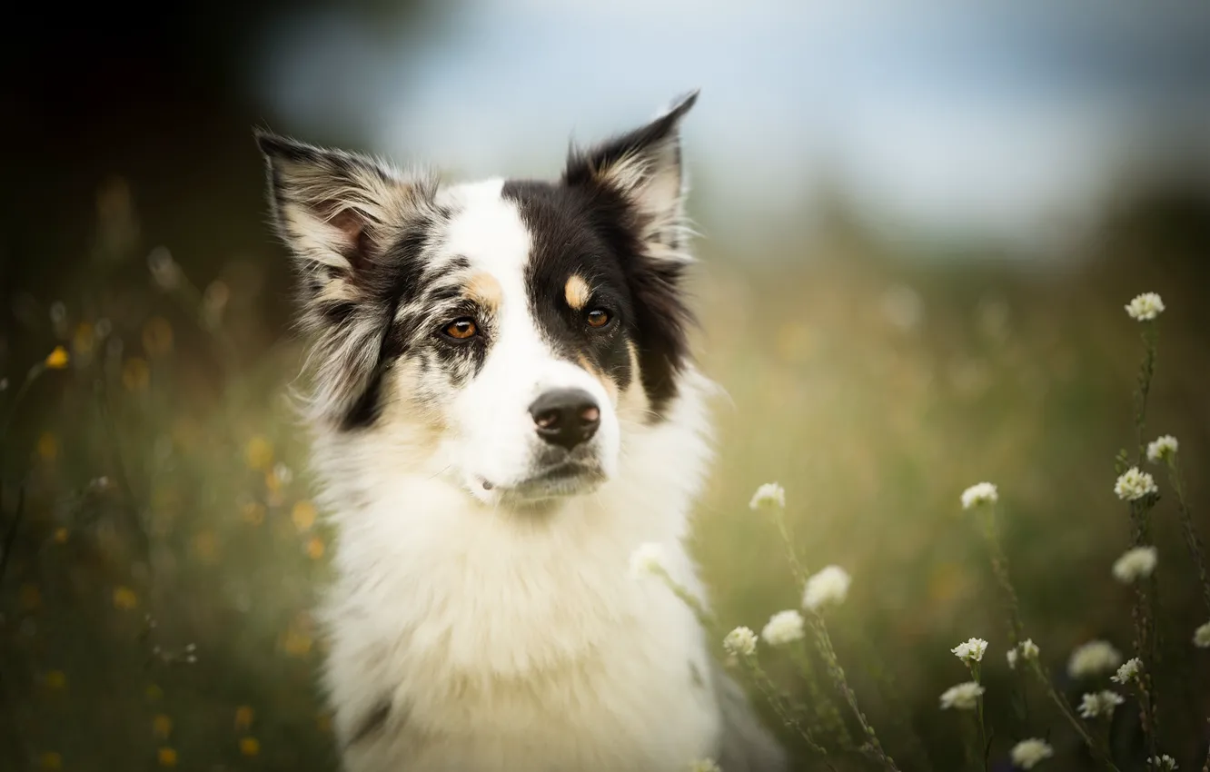 Photo wallpaper look, face, flowers, dog, bokeh, the border collie