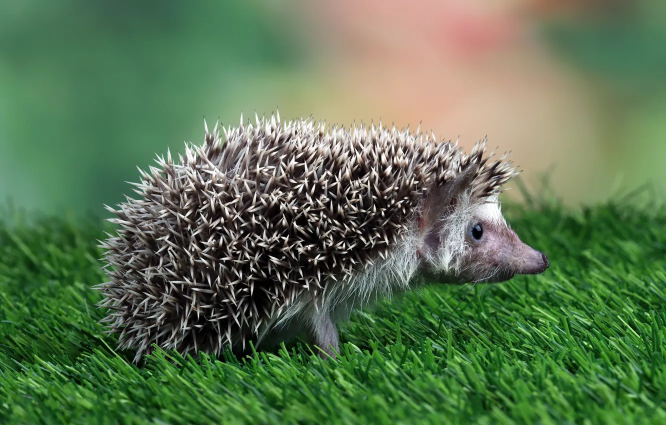 Photo wallpaper grass, look, nature, muzzle, profile, hedgehog, hedgehog