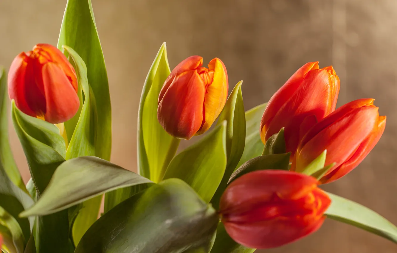 Photo wallpaper red, background, bouquet, tulips, bokeh, Natasha Breen
