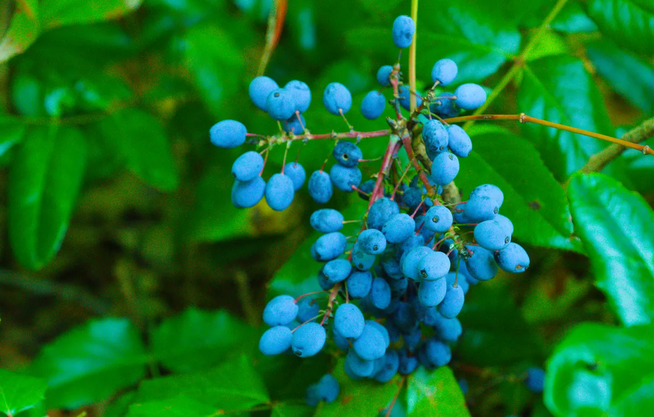Photo wallpaper blue, fruit, leaf, twig