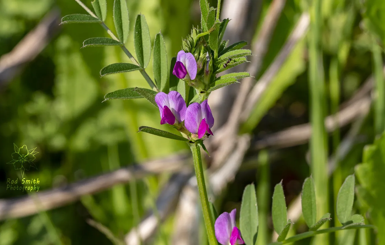 Photo wallpaper polka dot, meadow, vetch