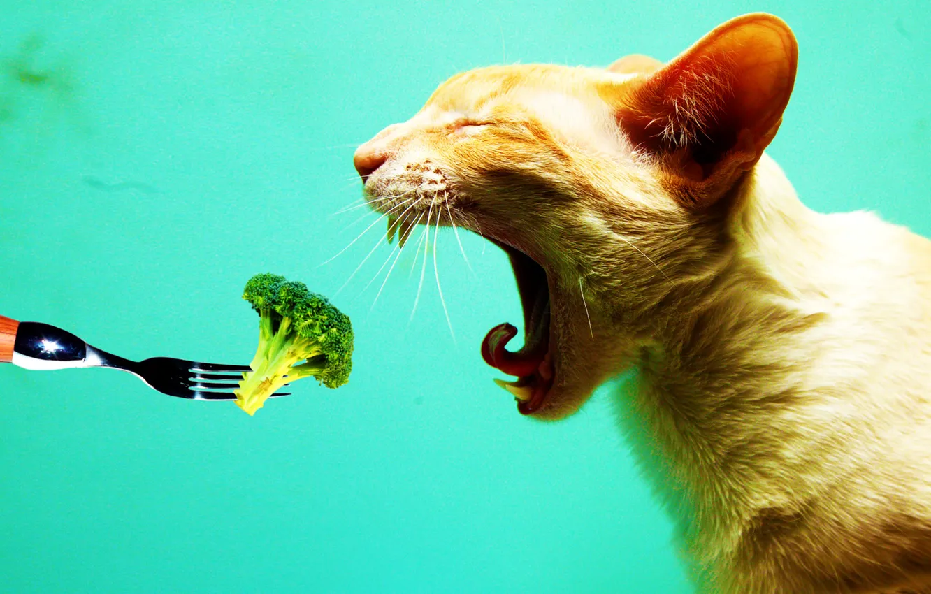 Photo wallpaper Cat, Don't Like Vegetables, I Hate Vegetables, Plug, Cauliflower