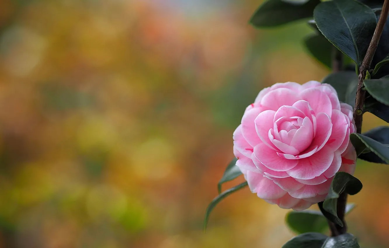 Photo wallpaper flower, bokeh, Camellia