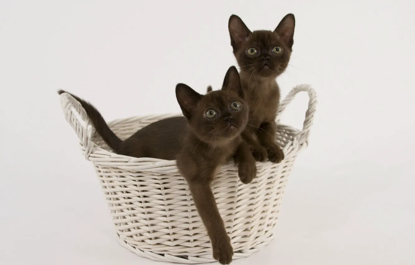 Photo wallpaper basket, kittens, breed, Burmese