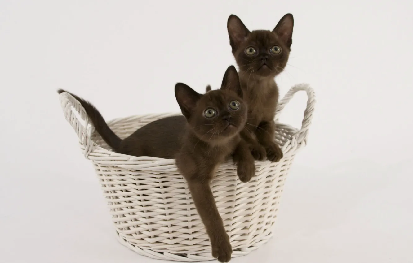 Photo wallpaper basket, Burmese, breed, kitty