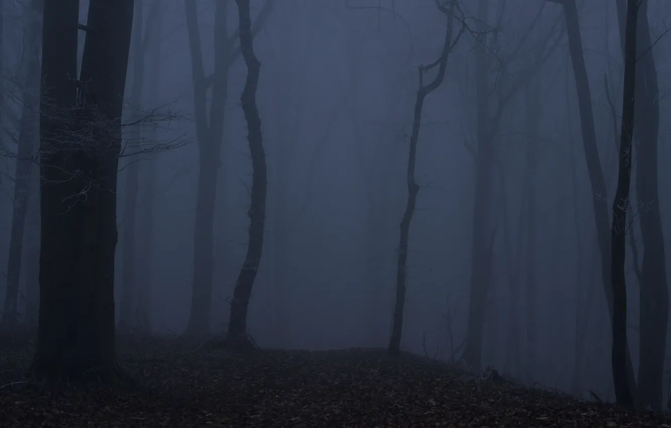 Photo wallpaper forest, trees, night, nature, fog, twilight, Niklas Hamisch