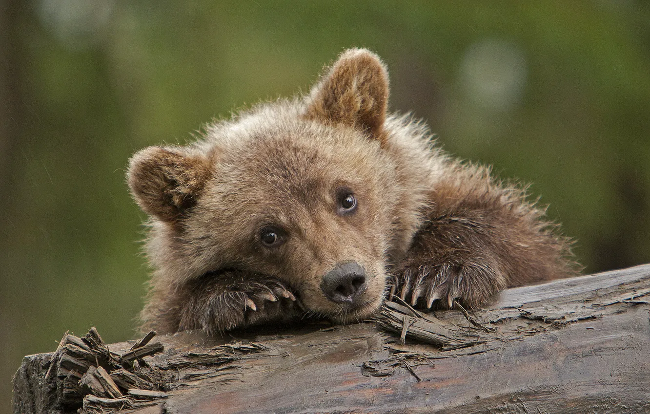 Photo wallpaper sadness, cute, bear, grizzly