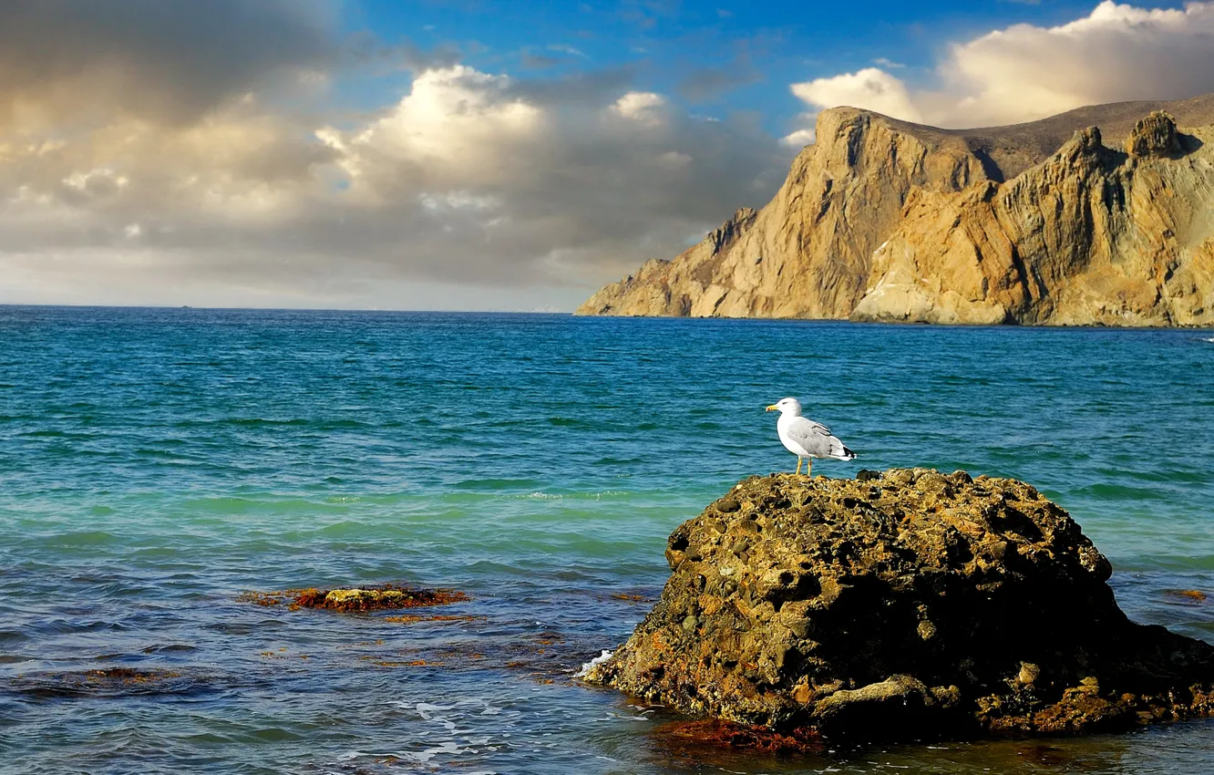 Photo wallpaper sea, stones, rocks, shore, Seagull, Crimea