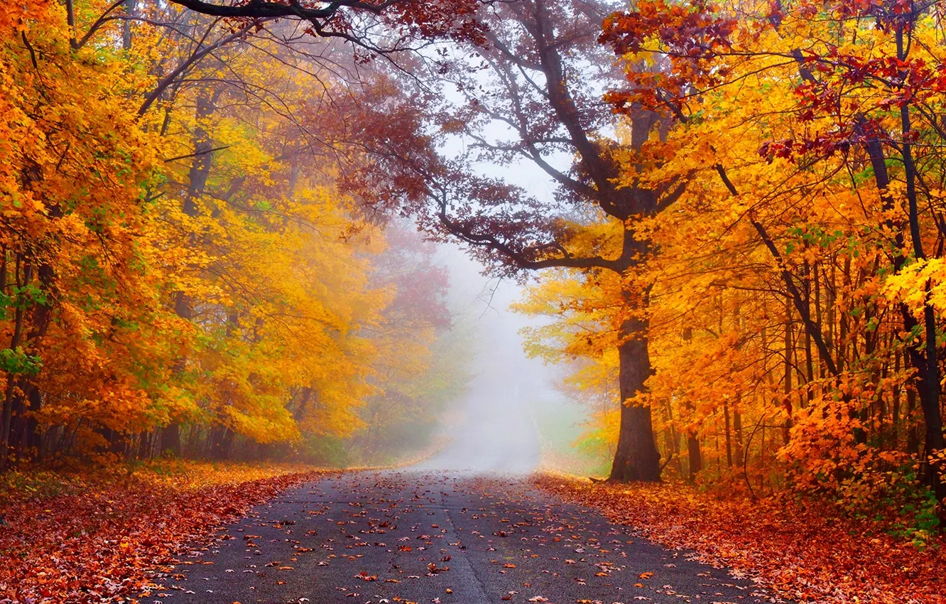 Photo wallpaper road, autumn, forest, leaves, trees, nature, Park, colors