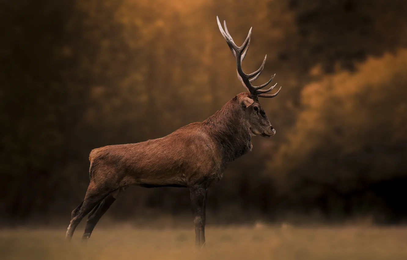 Photo wallpaper autumn, forest, nature, pose, deer, horns, profile, handsome