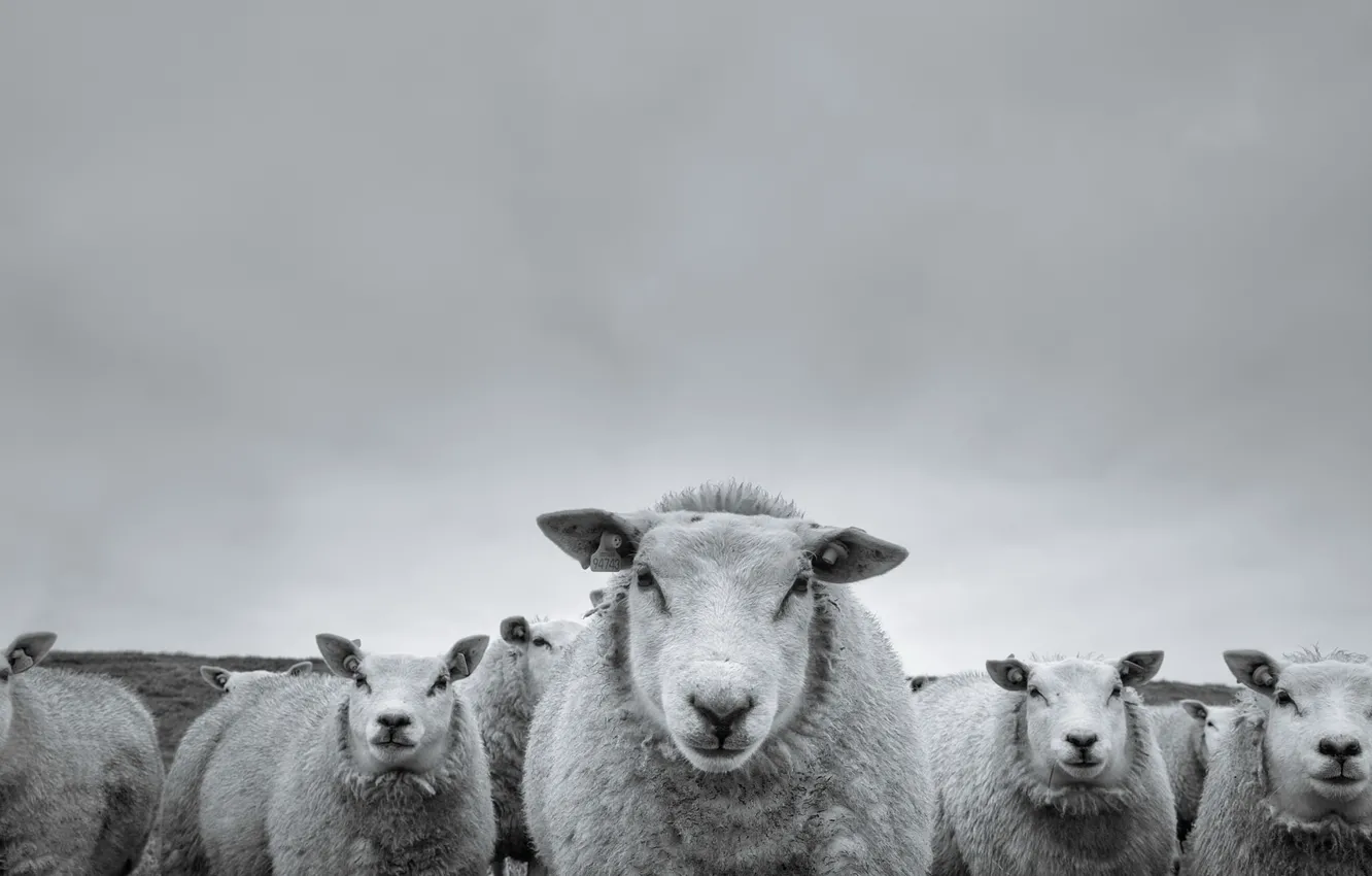 Photo wallpaper background, sheep, people