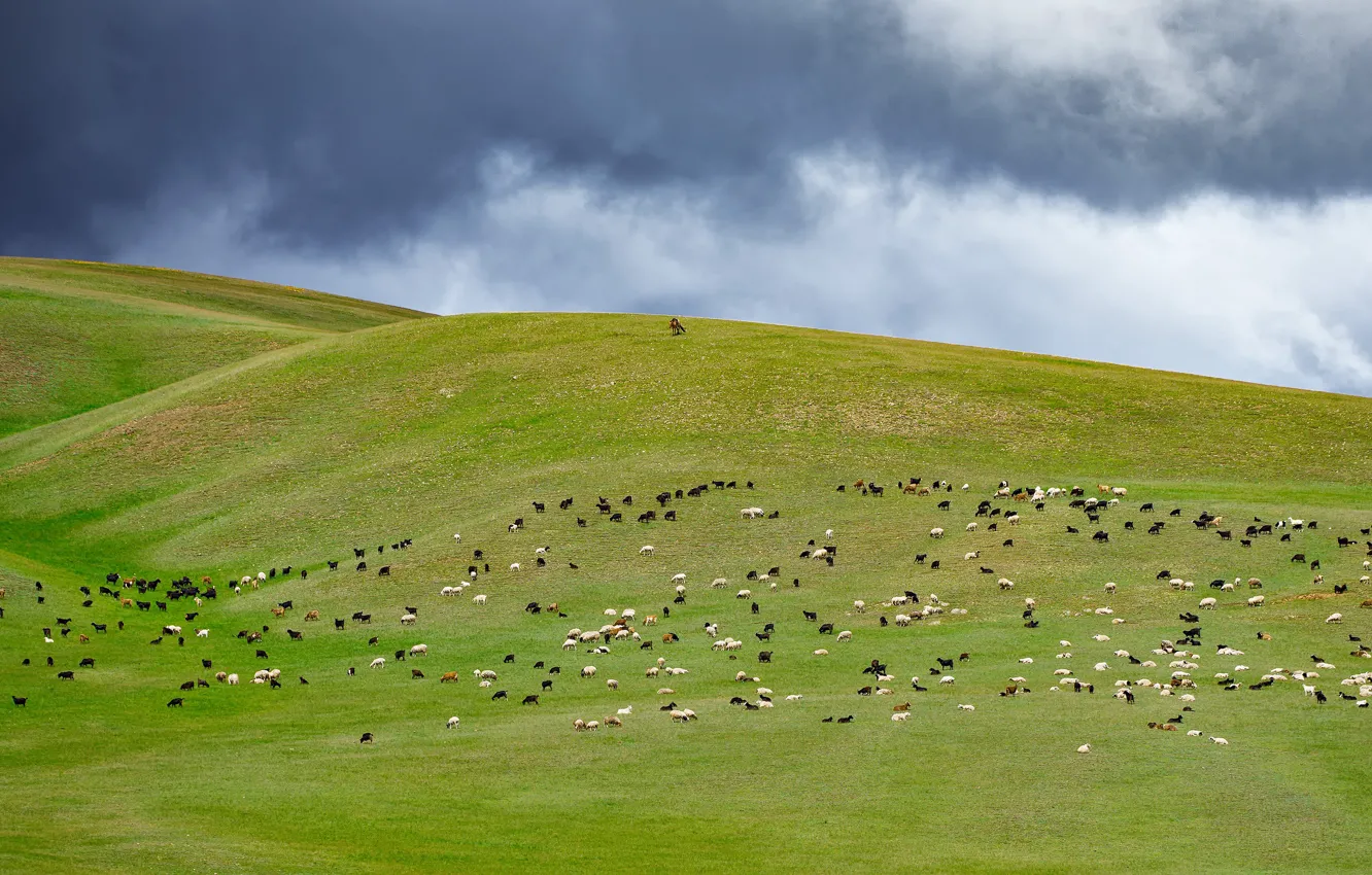 Photo wallpaper mountains, sheep, pasture, the herd, flock