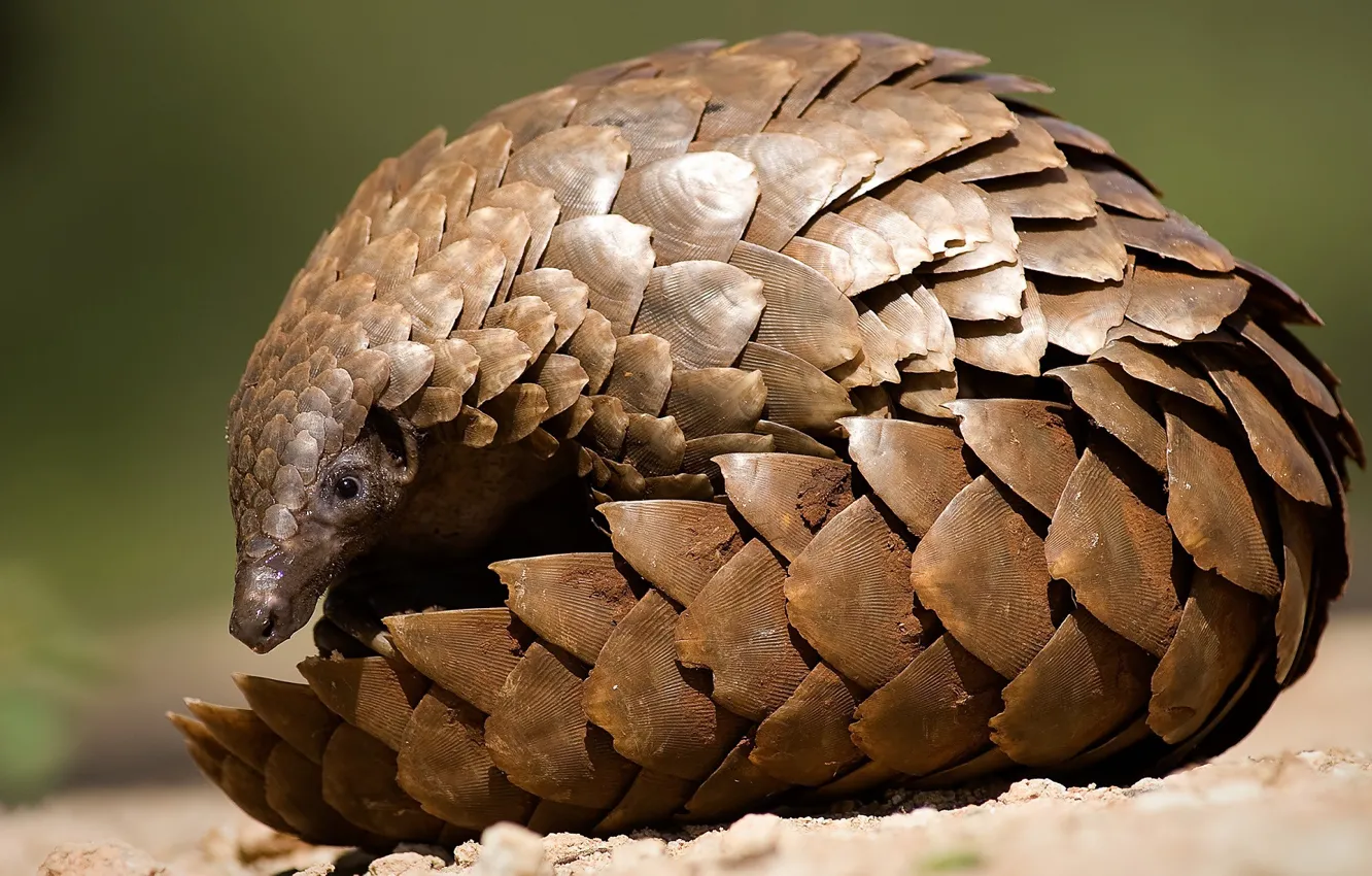 Photo wallpaper animal, scales, pangolin