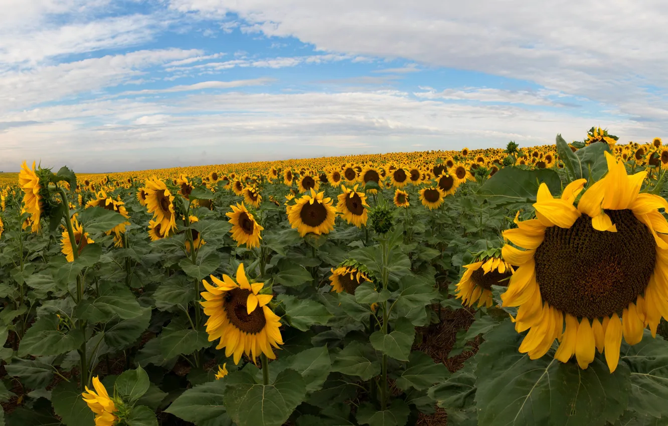 Photo wallpaper field, summer, the sky, clouds, sunflowers, flowers, yellow, plantation