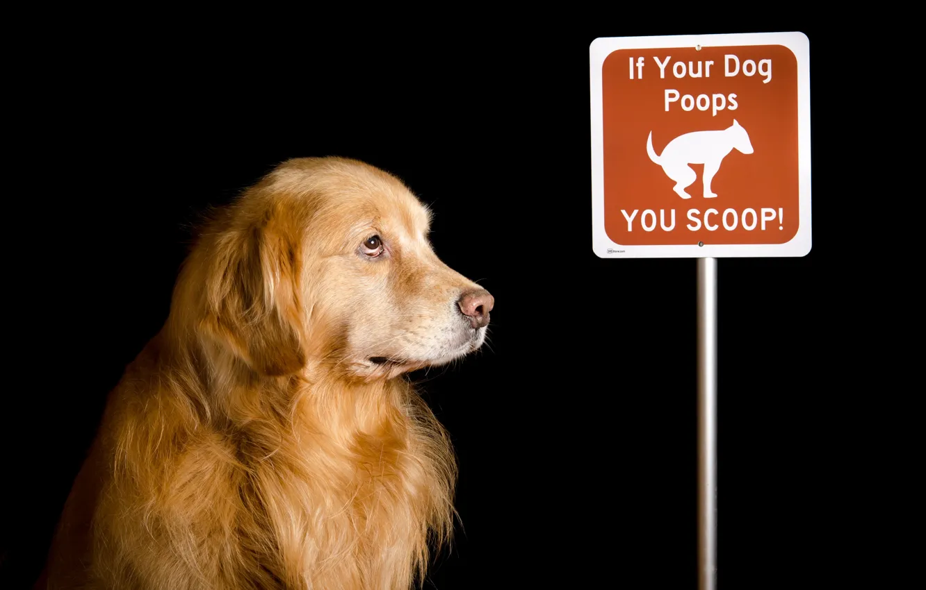 Photo wallpaper background, each, dog