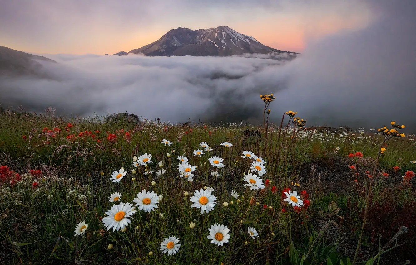 Photo wallpaper clouds, landscape, flowers, mountains, nature, chamomile, meadow, USA