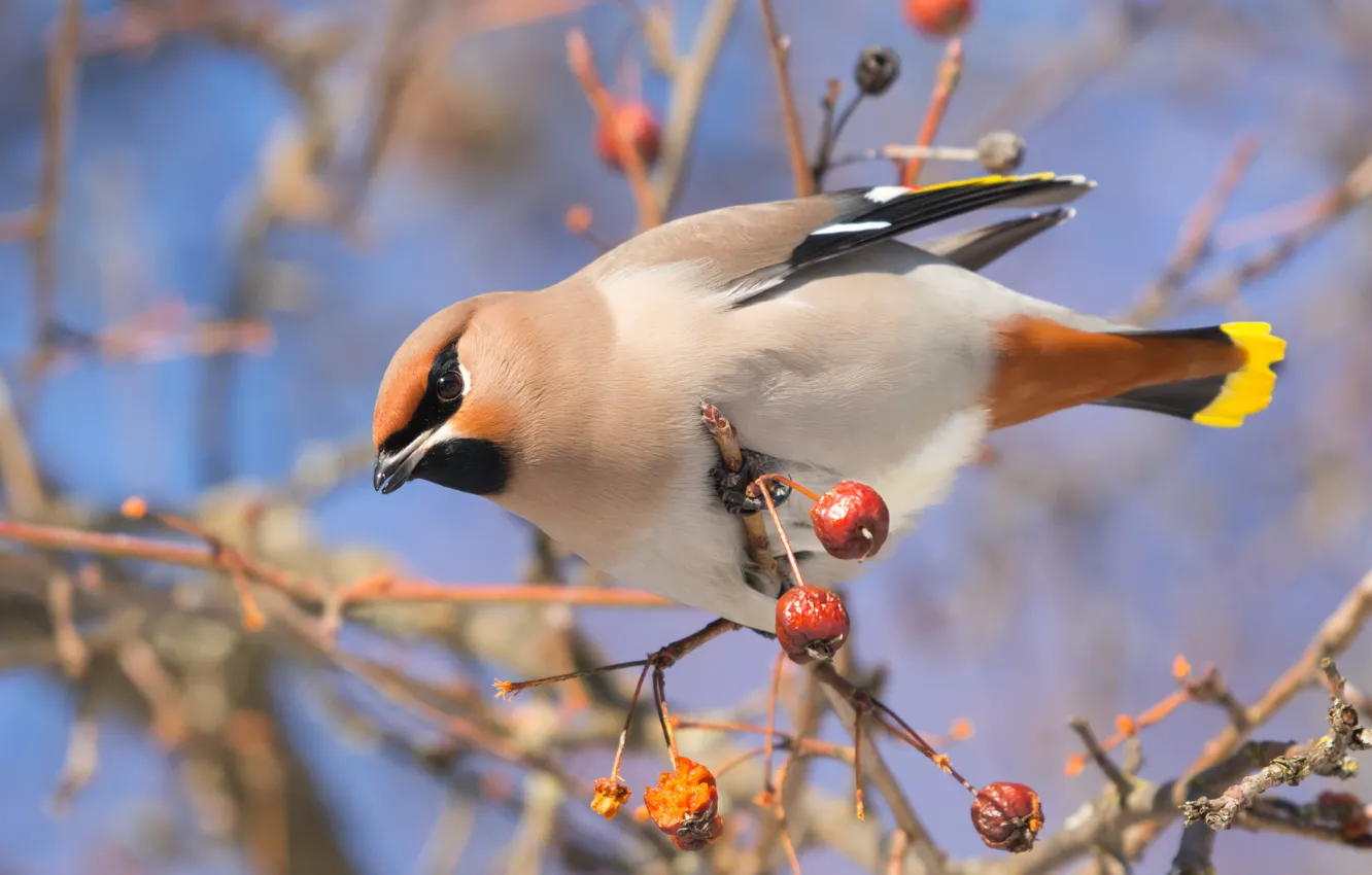 Photo wallpaper branches, bird, Kalina, the Waxwing