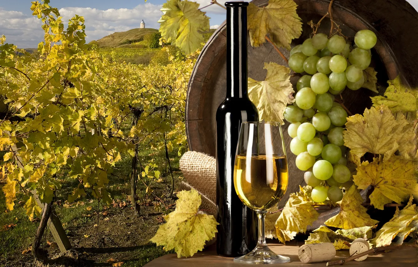 Photo wallpaper white, wine, grapes, tube, vineyard, barrel